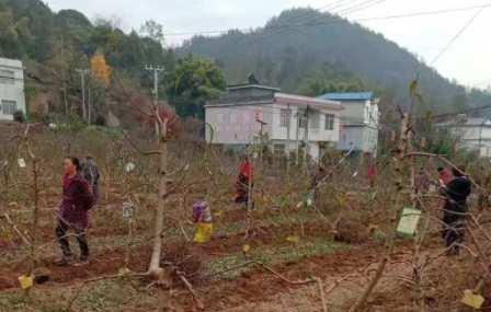富硒黄桃基地施肥作业